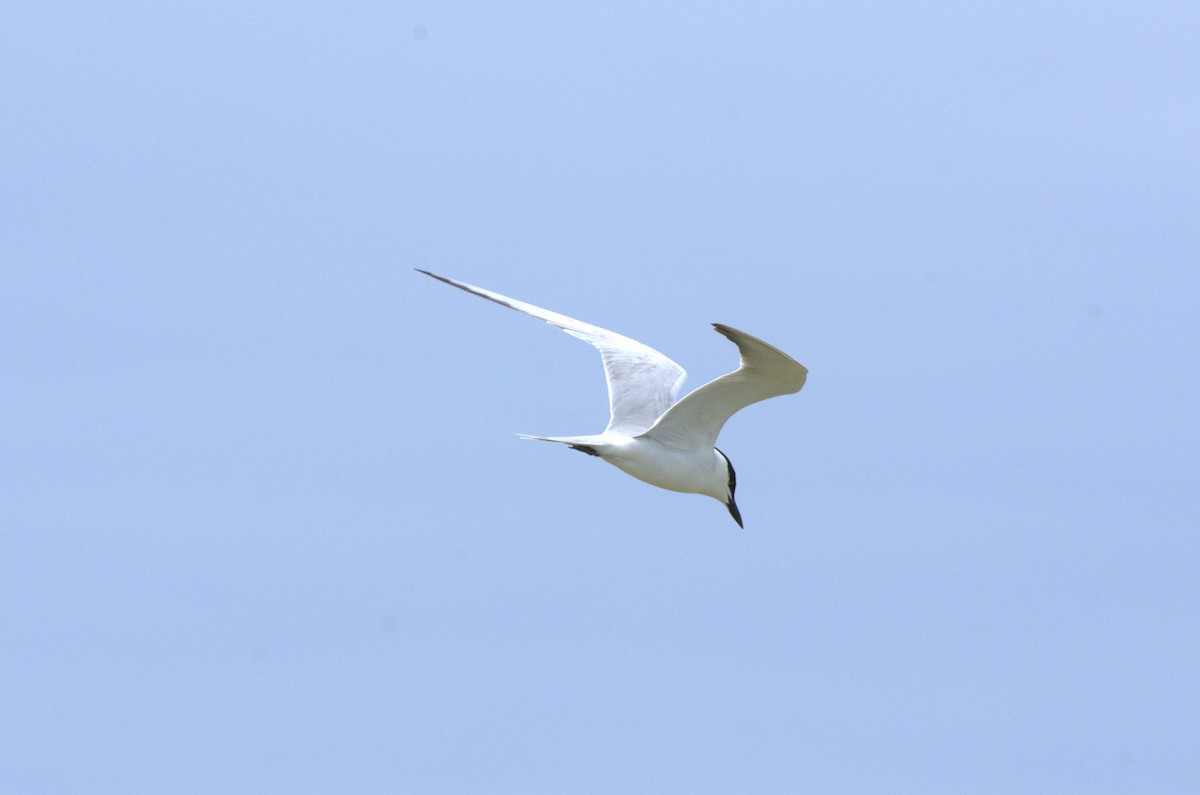 Gull-billed Tern - ML618101577