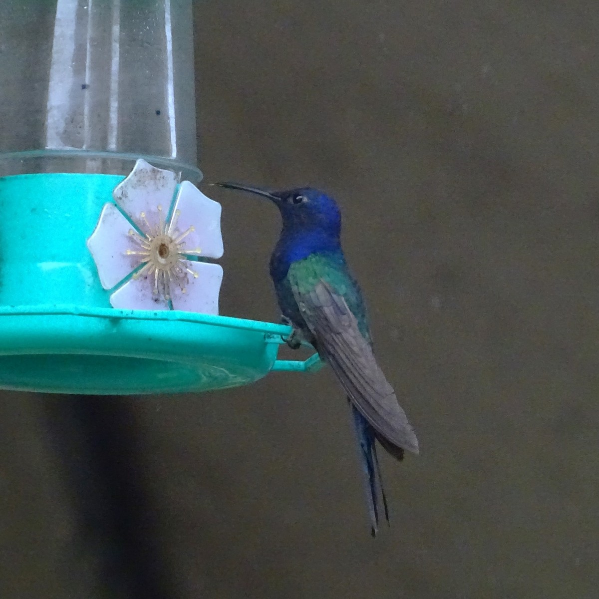 Swallow-tailed Hummingbird - ML618101581