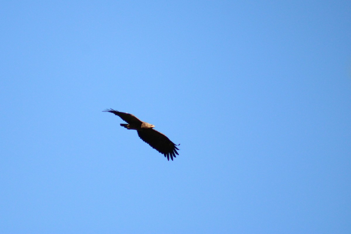 Lesser Spotted Eagle - ML618101583