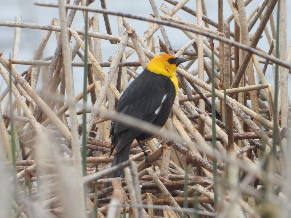 Yellow-headed Blackbird - Aaron Gaffney