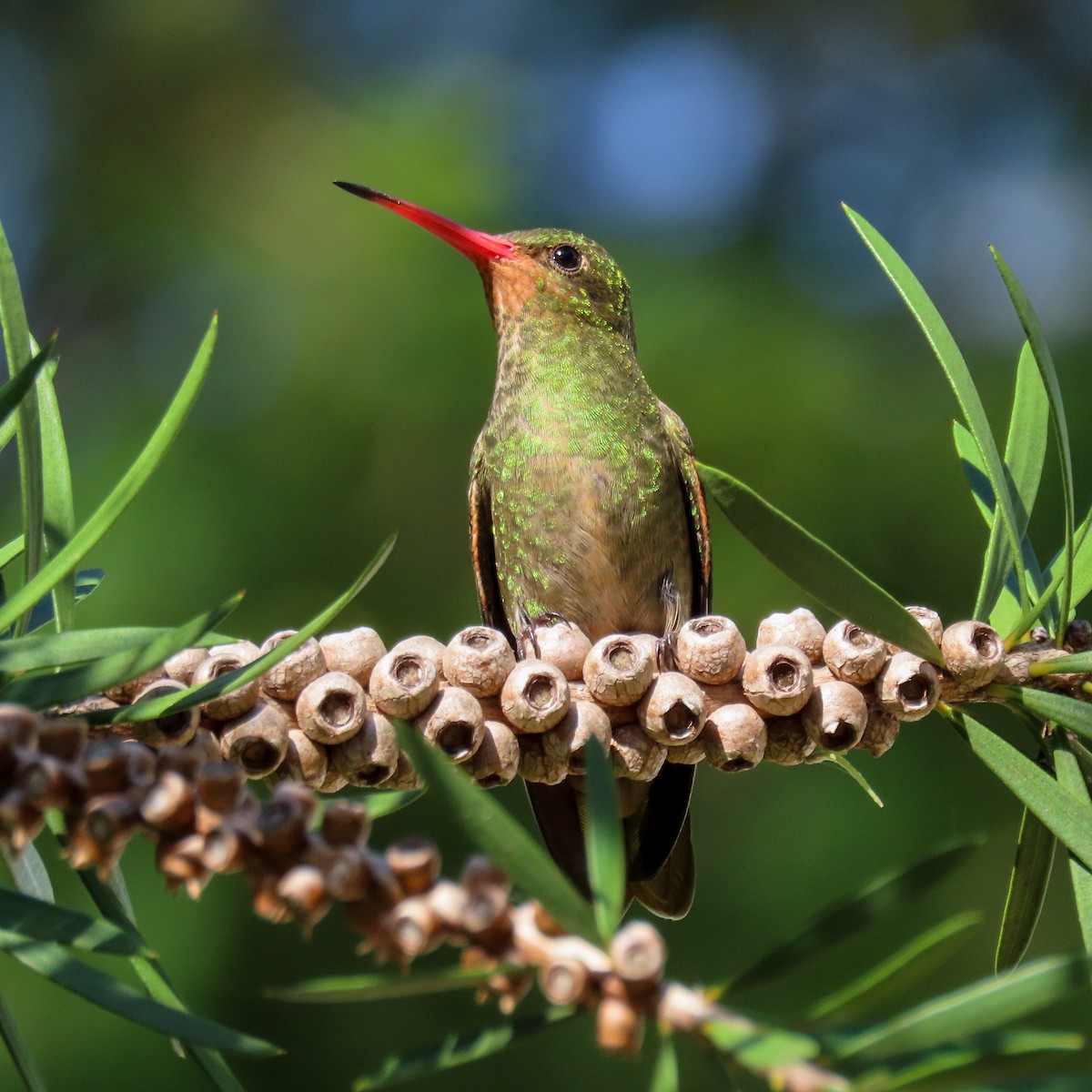 Gilded Hummingbird - Lidiorlan Bortolaz