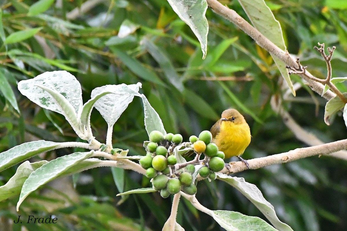 Mountain Yellow-Warbler - José Frade