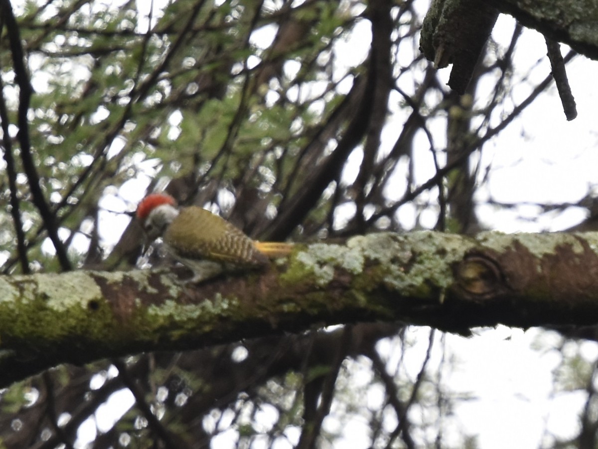 Cardinal Woodpecker - ML618101667
