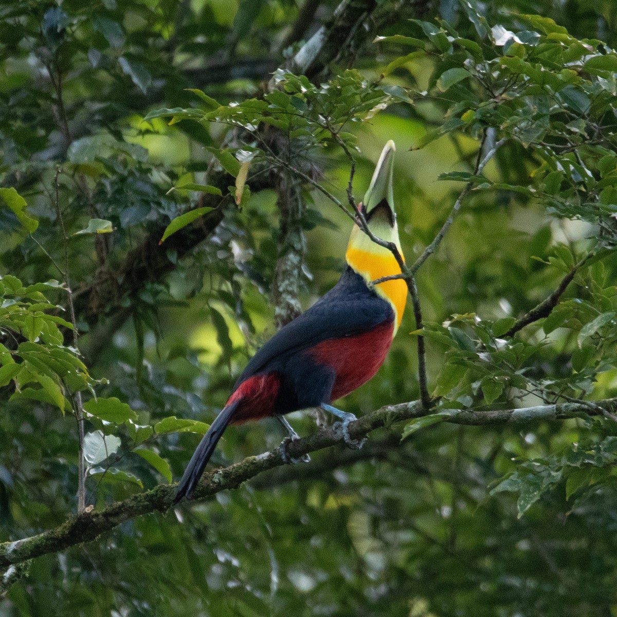 Red-breasted Toucan - ML618101674