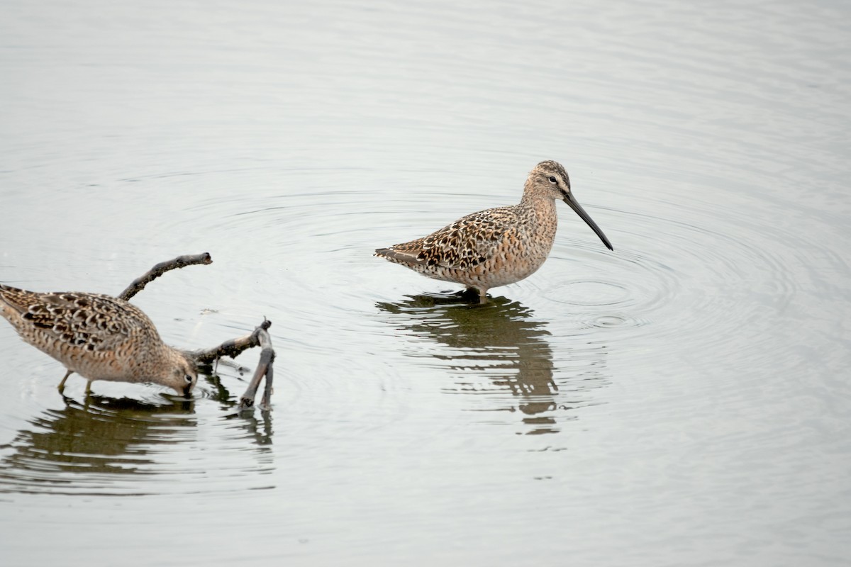 Long-billed Dowitcher - ML618101692