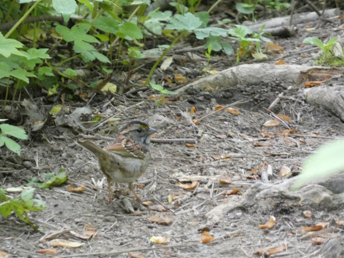 White-throated Sparrow - Kevin Achtmeyer