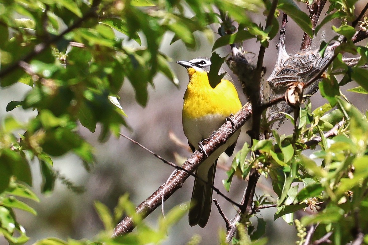 Yellow-breasted Chat - Sky Schipper