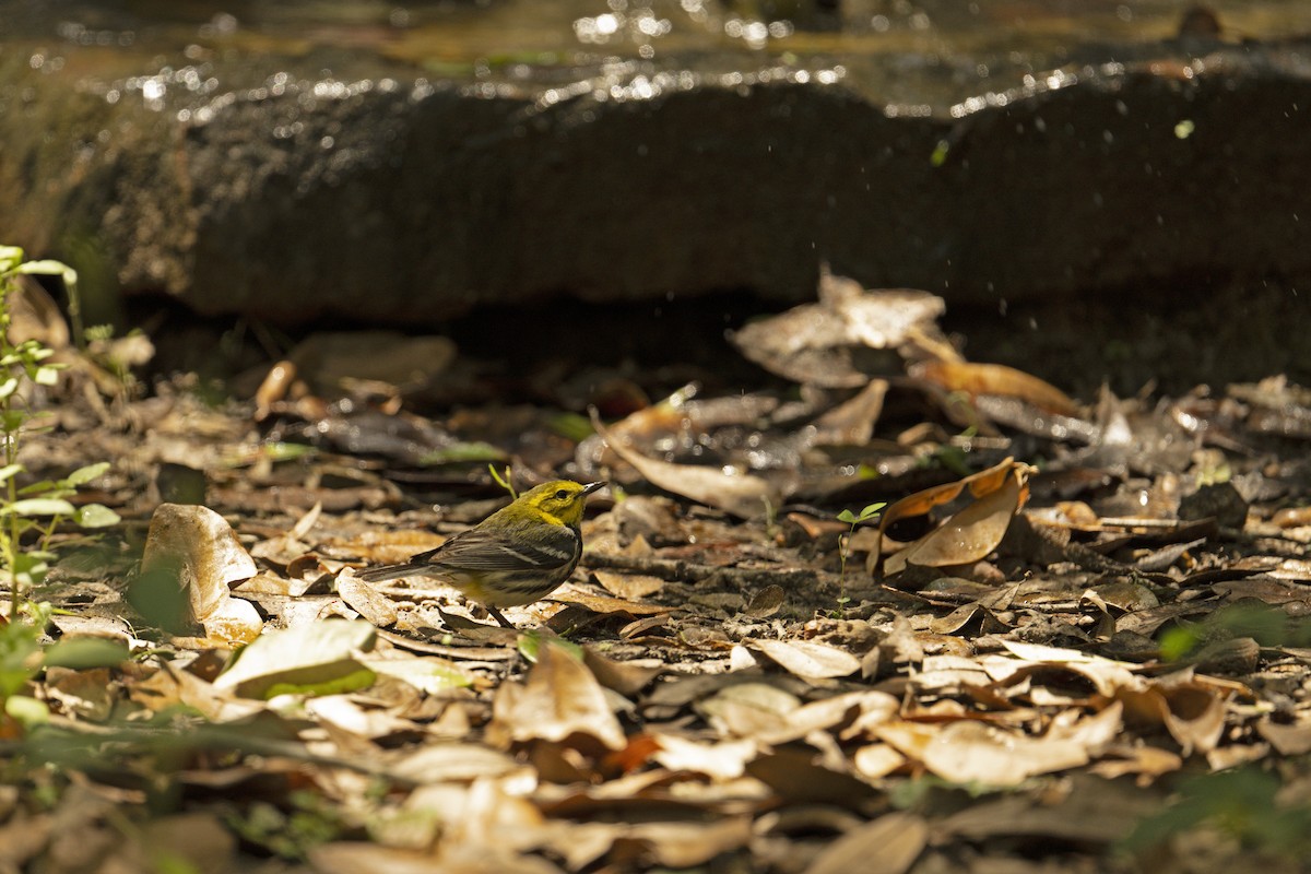 Black-throated Green Warbler - ML618101727