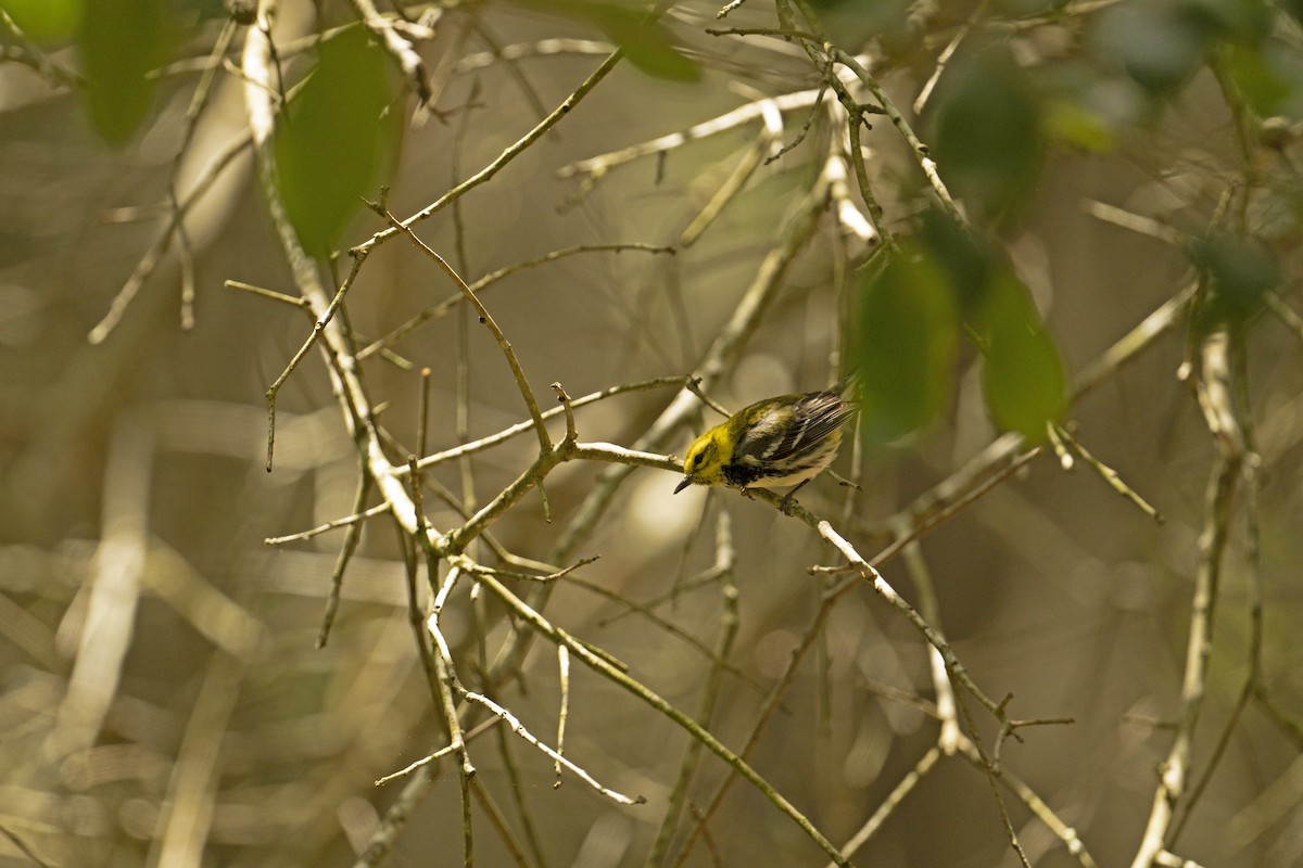 Black-throated Green Warbler - ML618101732