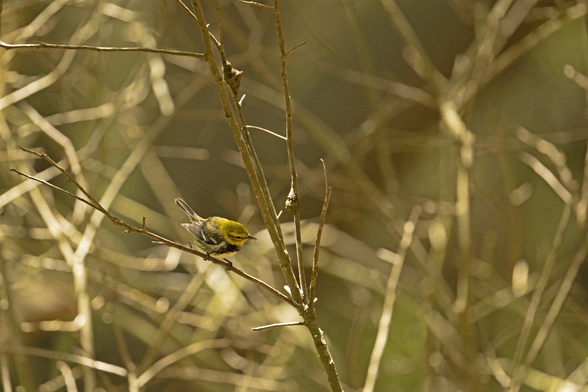 Black-throated Green Warbler - Neil Earnest