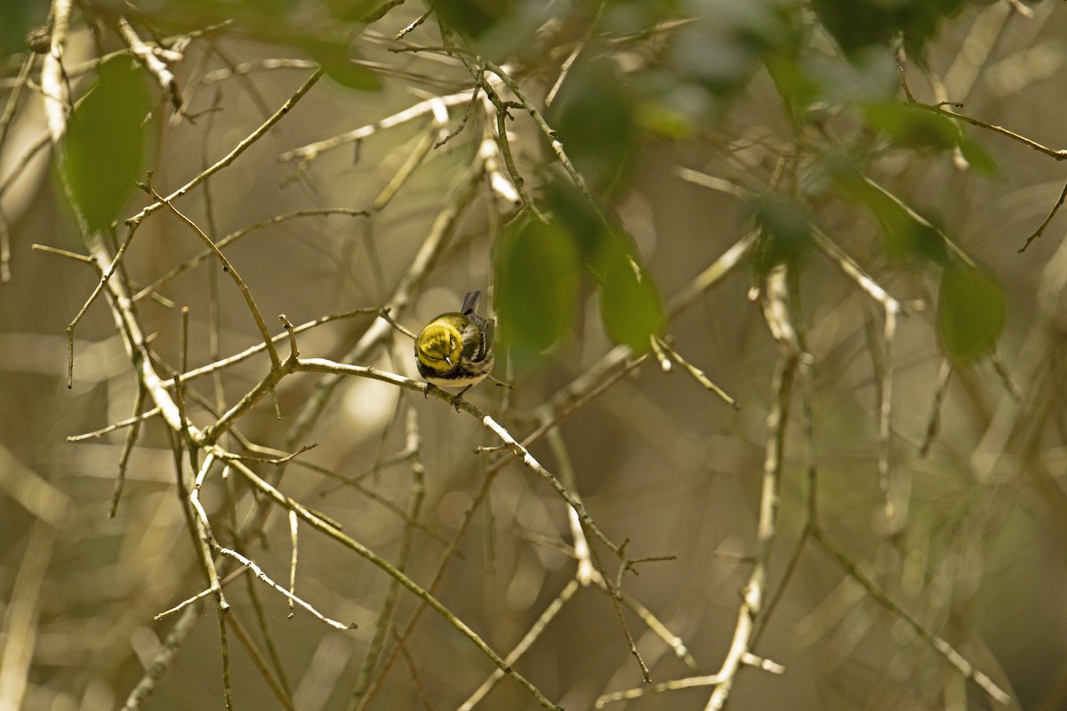 Black-throated Green Warbler - ML618101736