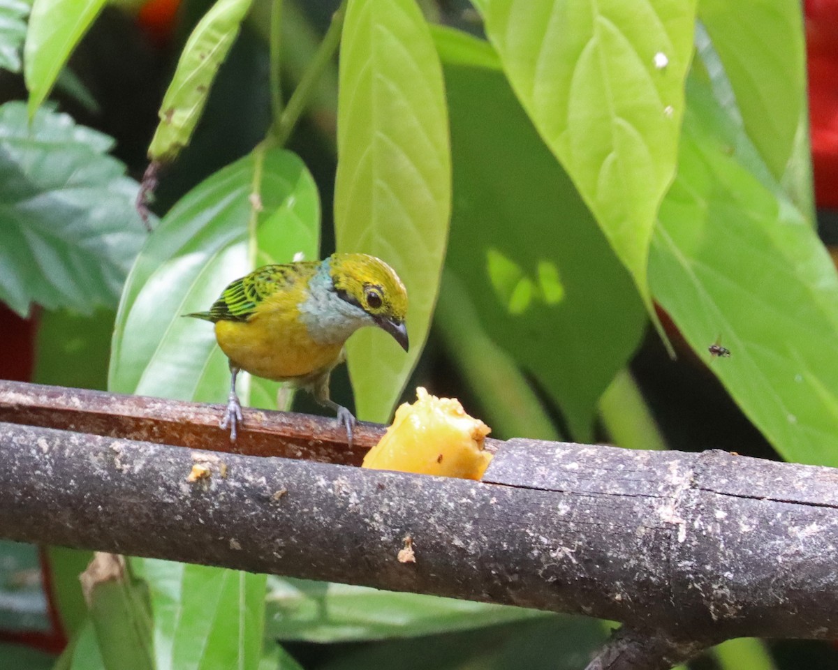 Silver-throated Tanager - ML618101753