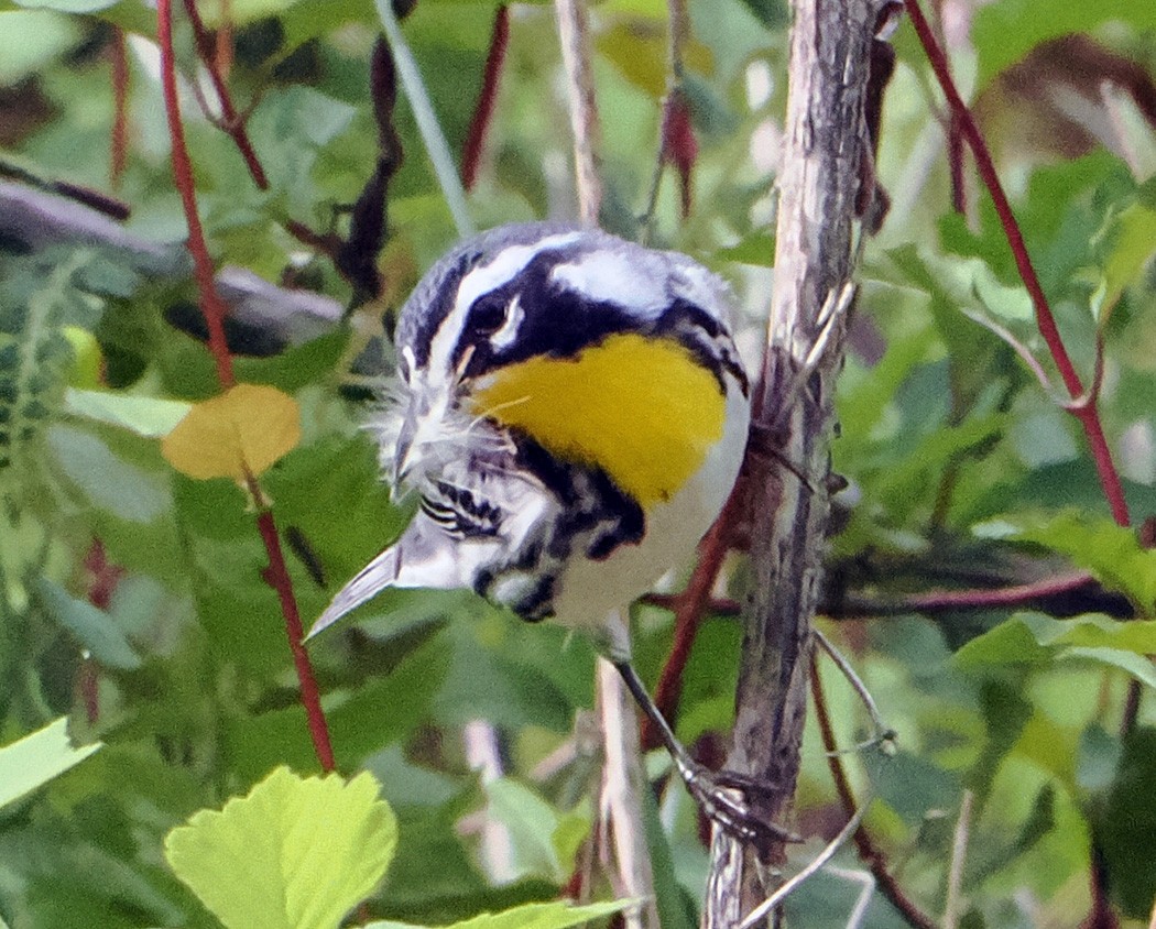 Yellow-throated Warbler - Patricia Rettig