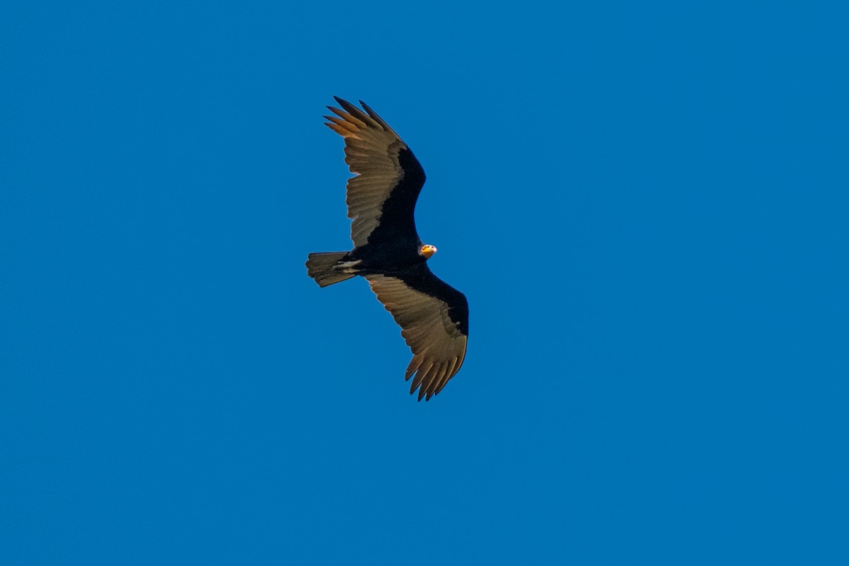 Lesser Yellow-headed Vulture - ML618101785