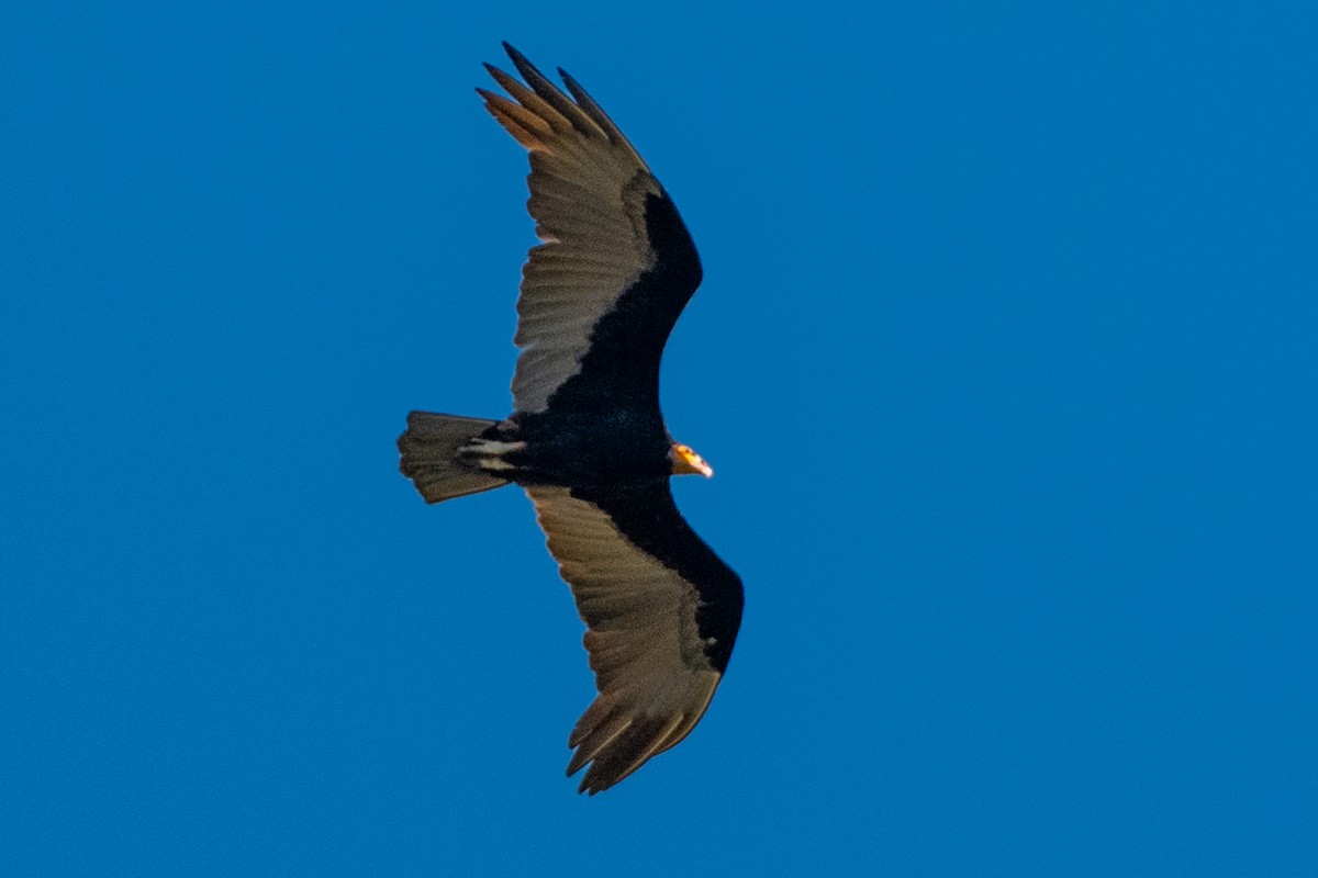 Lesser Yellow-headed Vulture - ML618101786