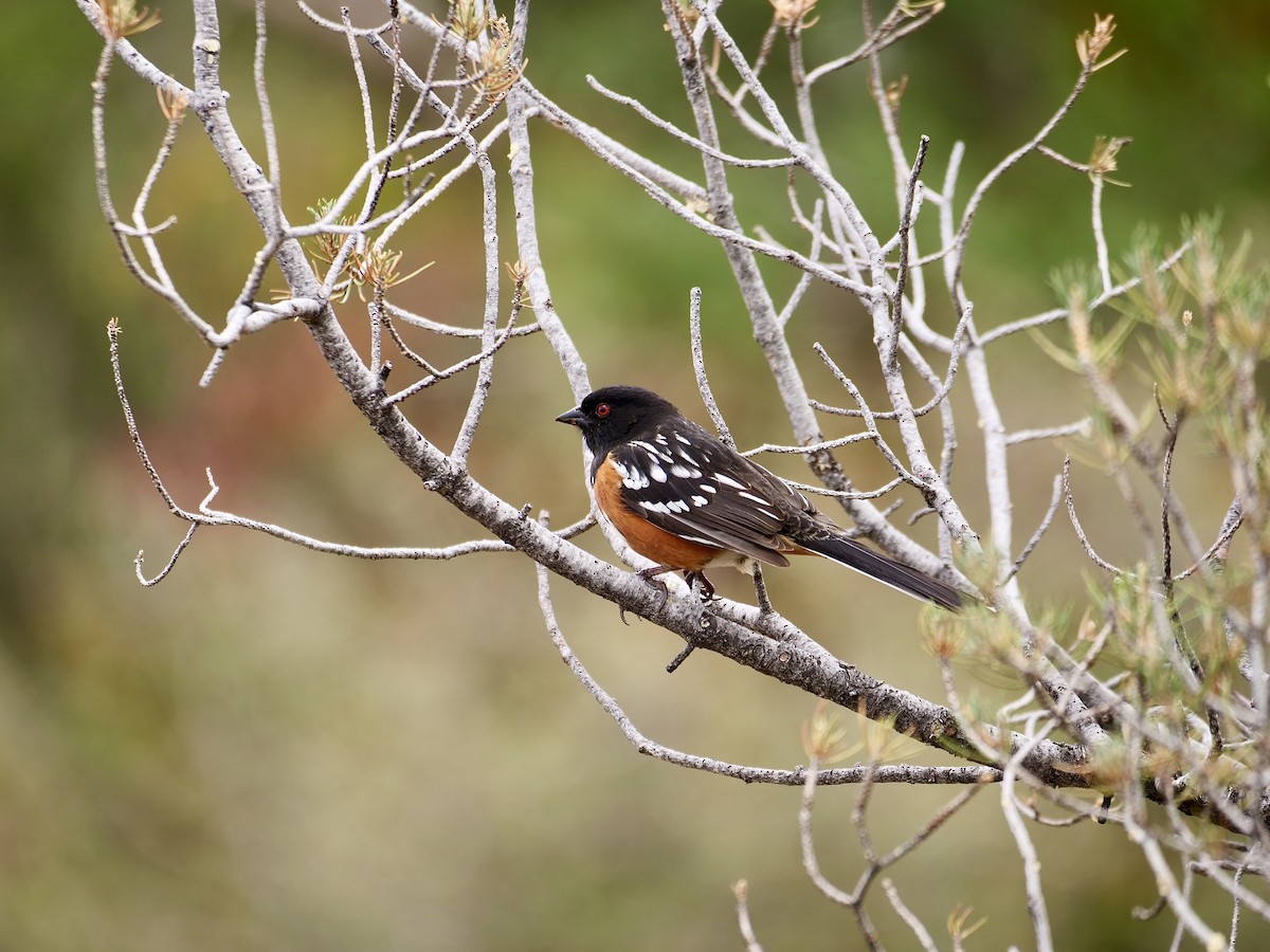Spotted Towhee - ML618101788
