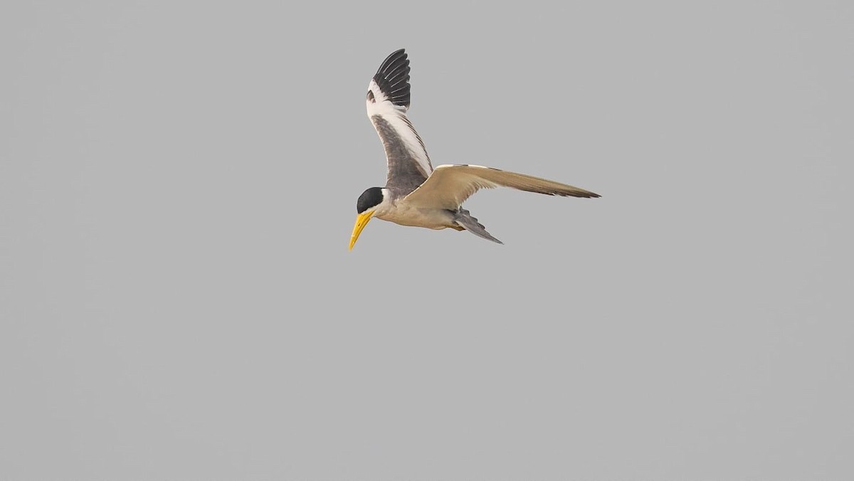 Large-billed Tern - German Aguilar Vega
