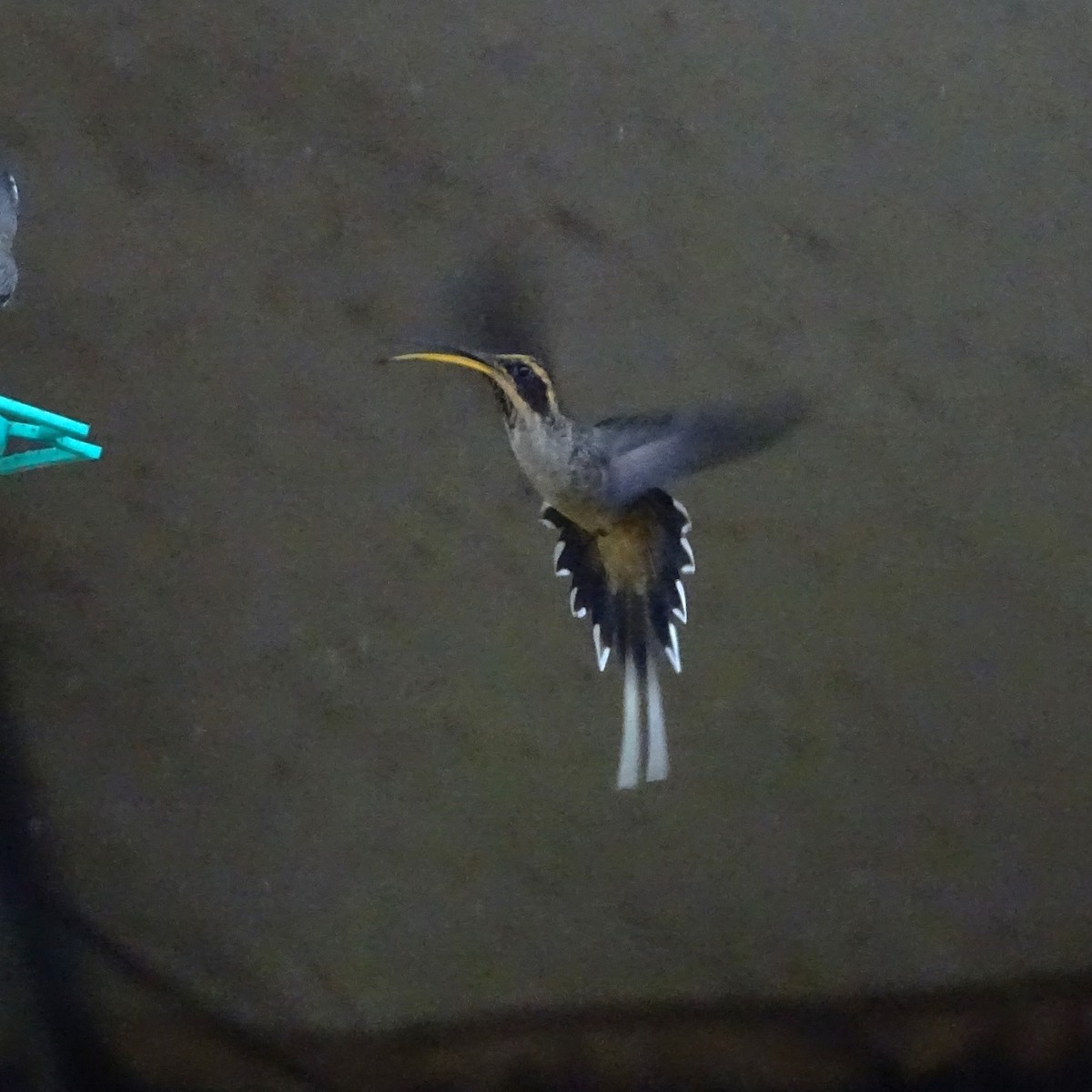 Чешуегорлый колибри-отшельник - ML618101798