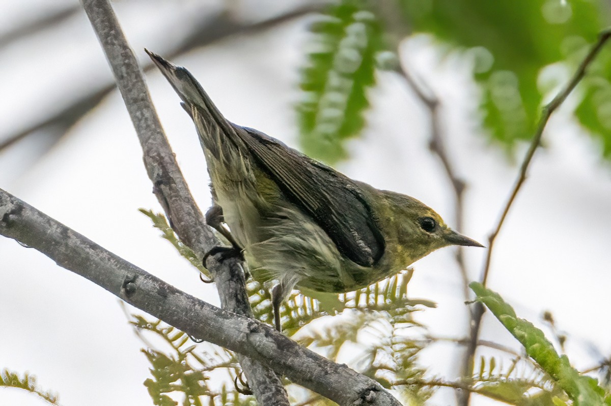 Cape May Warbler - ML618101807