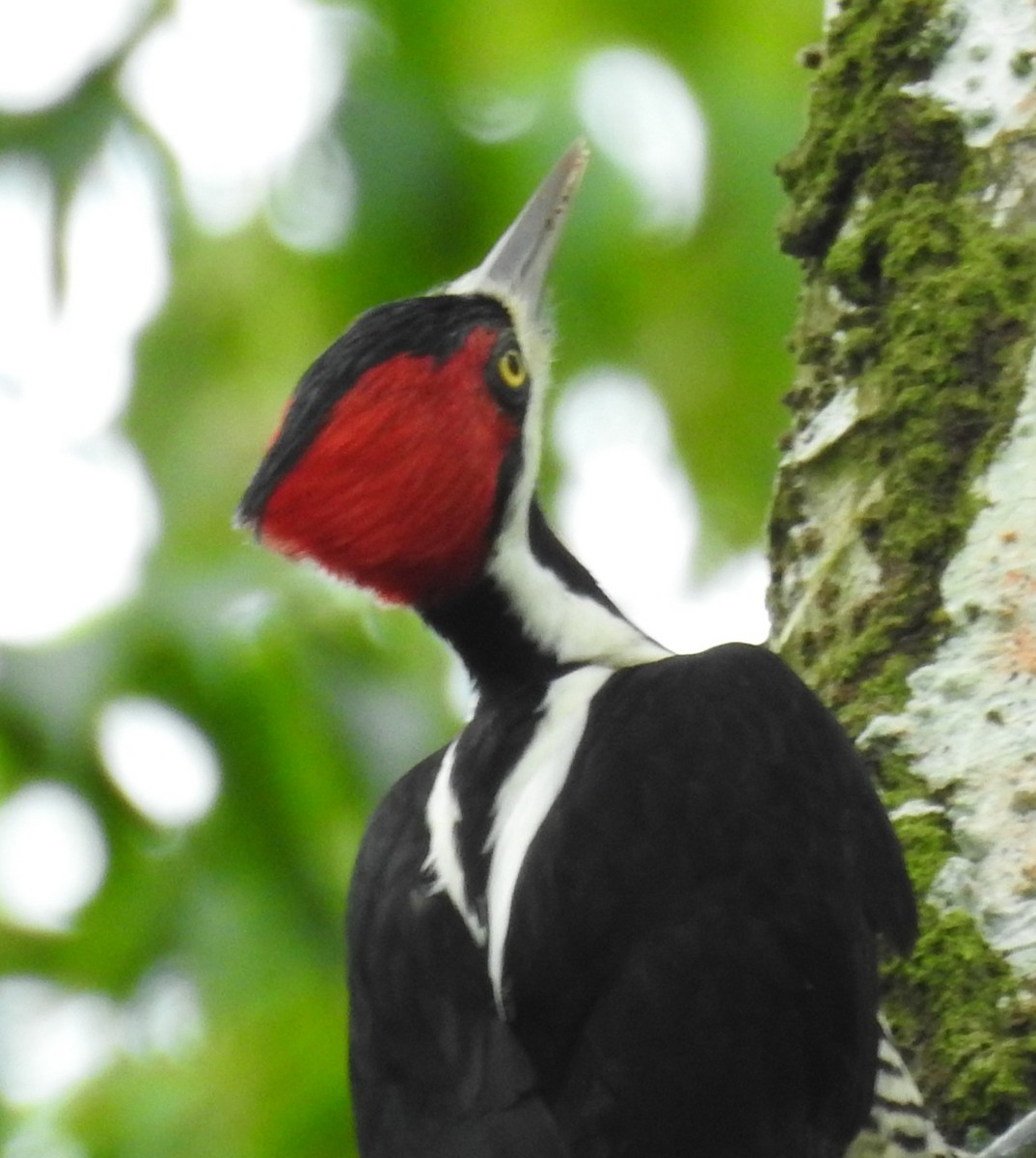 Crimson-crested Woodpecker - Francisco Javier Alonso Acero  (Hotel Malokamazonas)