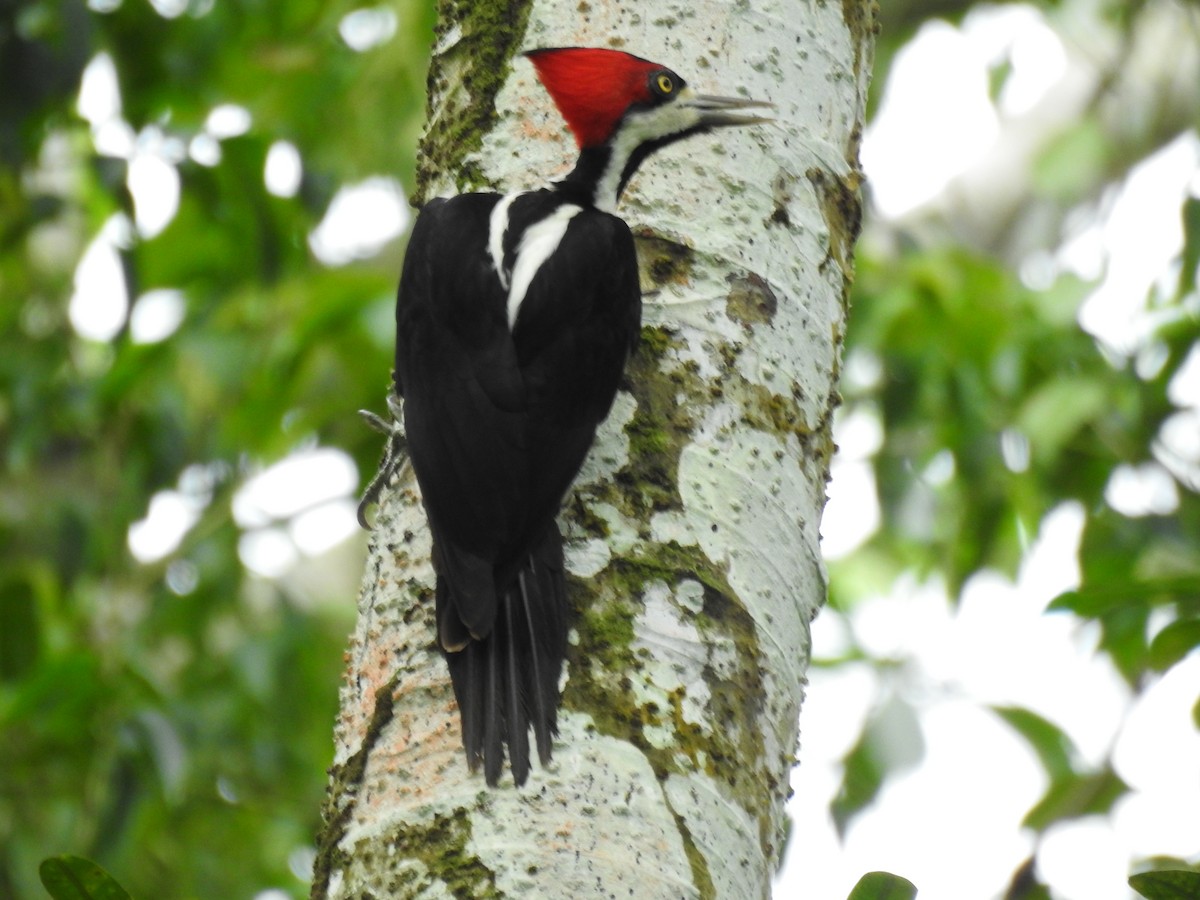 Crimson-crested Woodpecker - Francisco Javier Alonso Acero  (Hotel Malokamazonas)