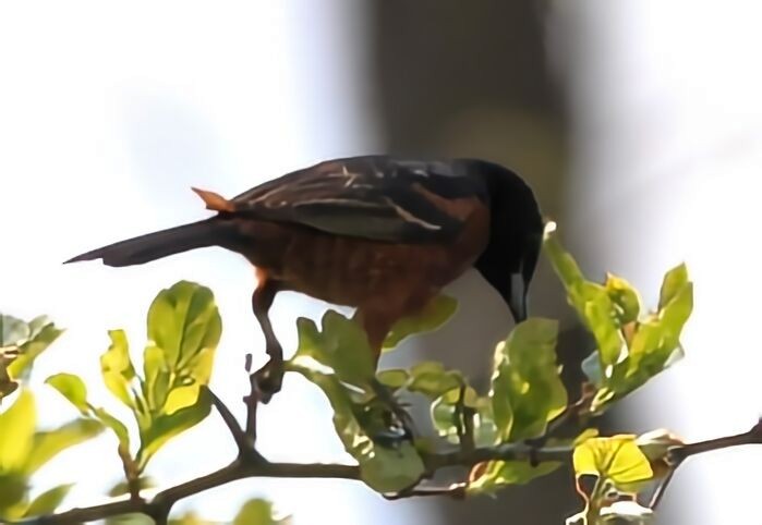 Orchard Oriole - ML618101850