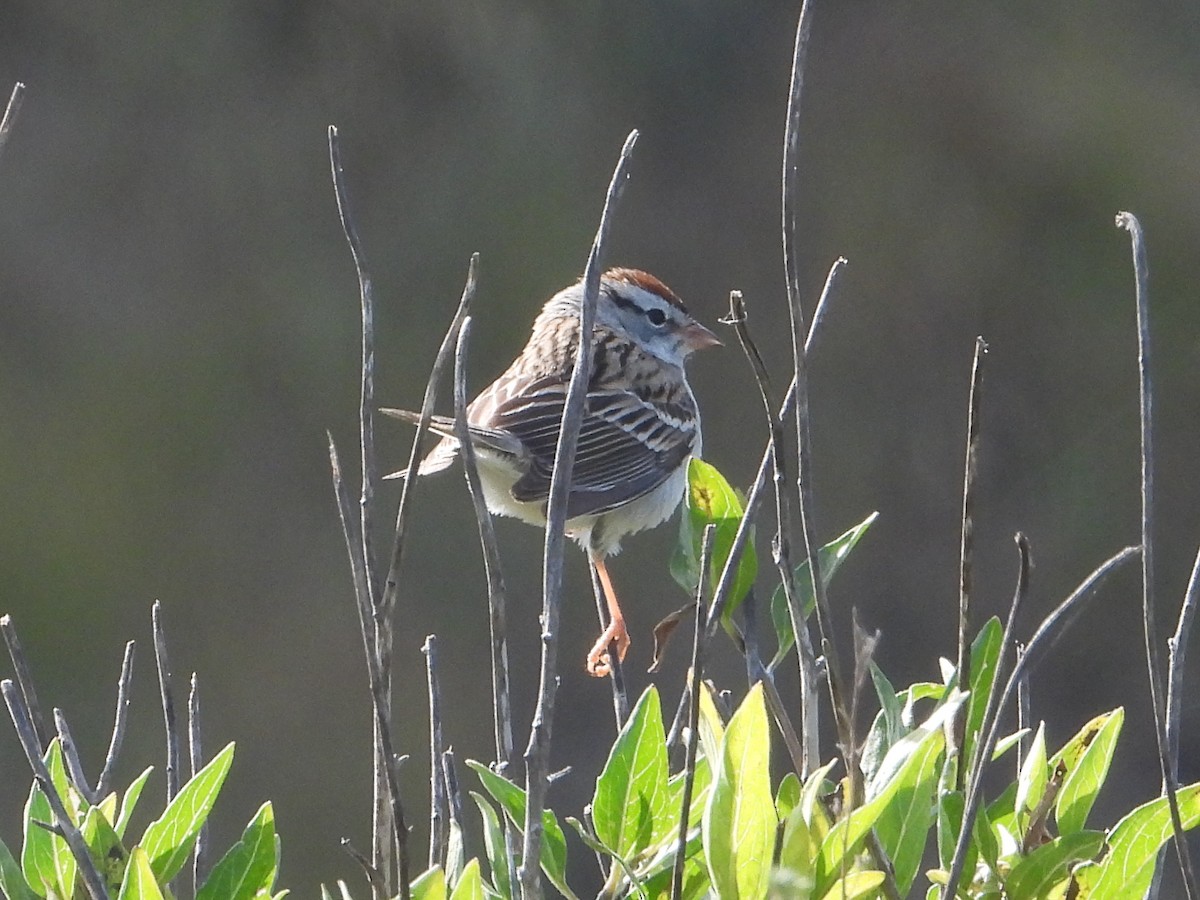 Chipping Sparrow - ML618101864