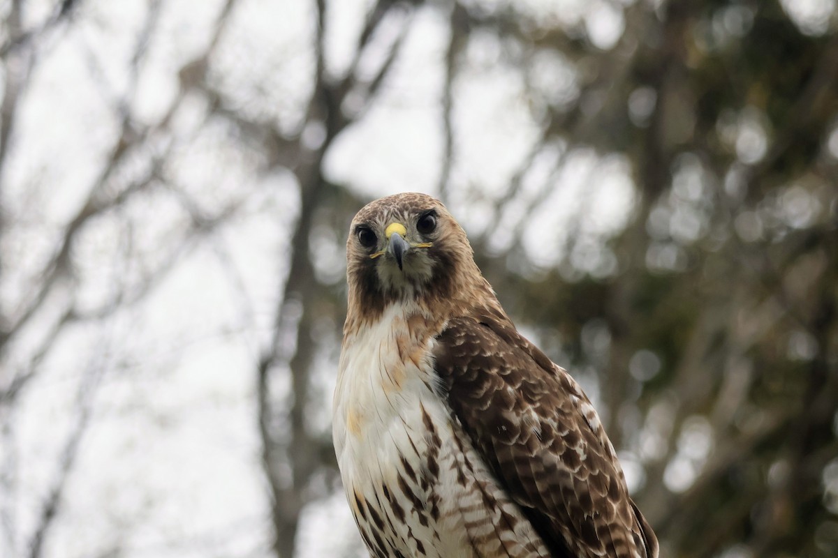 Red-tailed Hawk - ML618101865