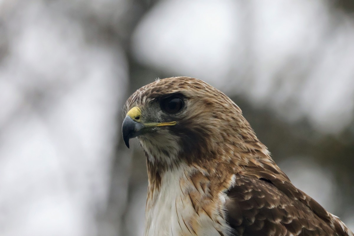 Red-tailed Hawk - ML618101867