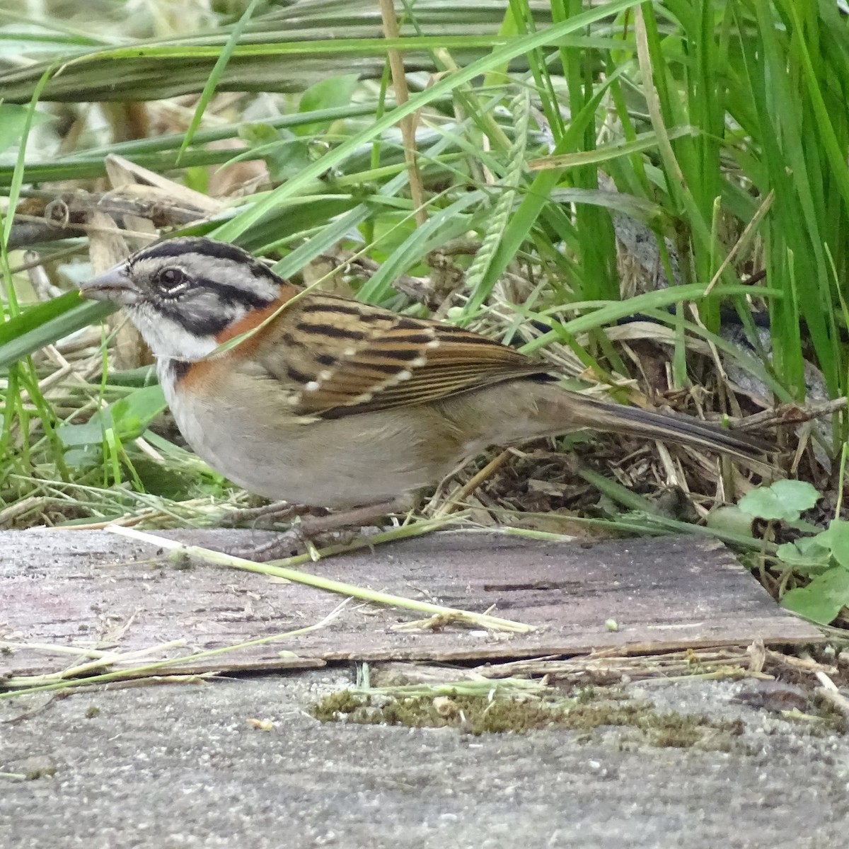 Rufous-collared Sparrow - Horacio Alberto Garcia