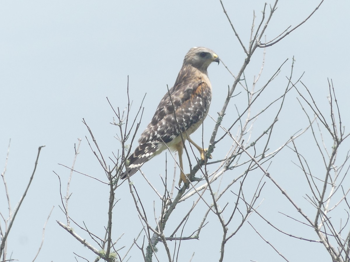 Red-shouldered Hawk - Betty Holcomb