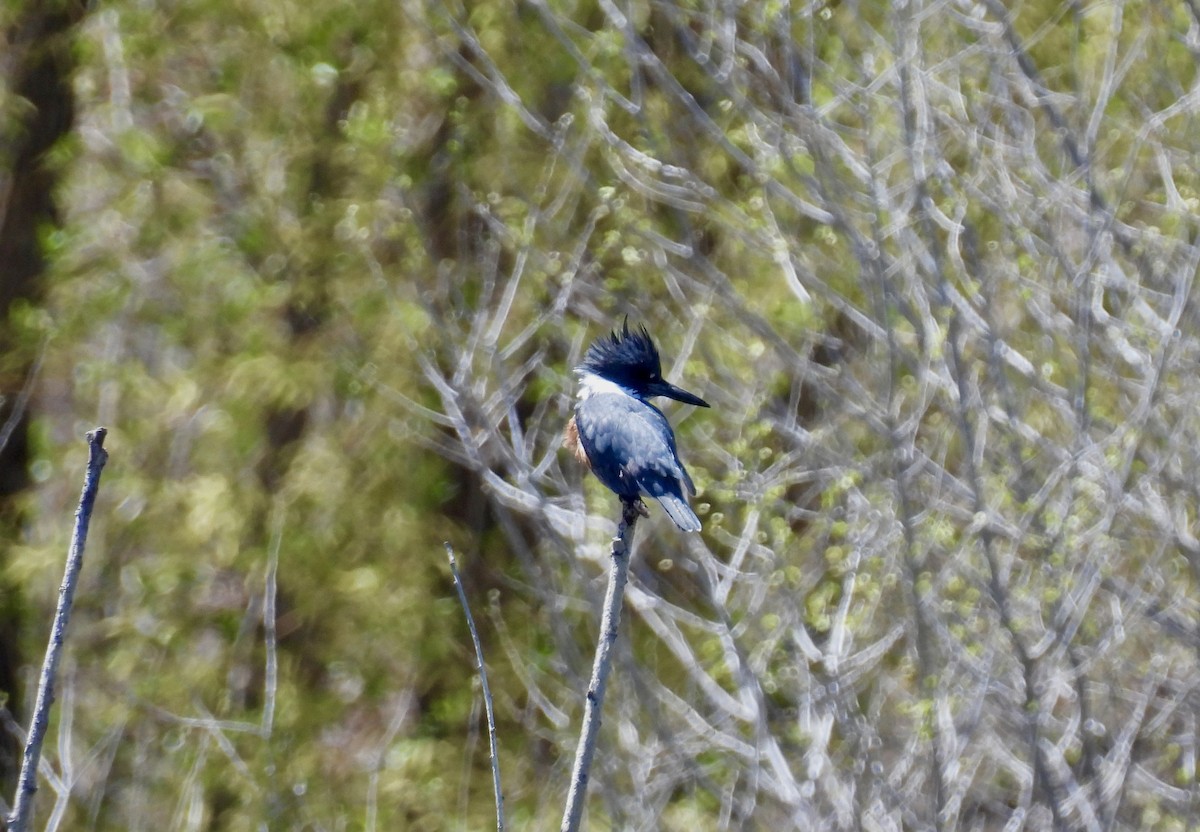 Belted Kingfisher - ML618101915