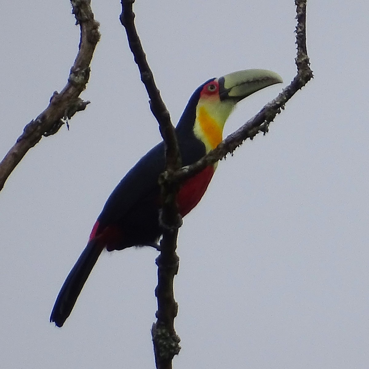 Red-breasted Toucan - ML618101921