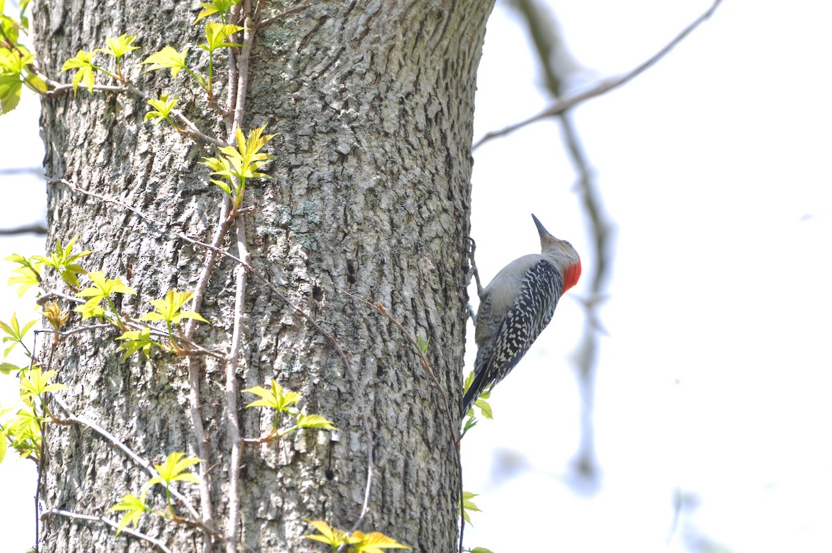 Red-bellied Woodpecker - David Argent