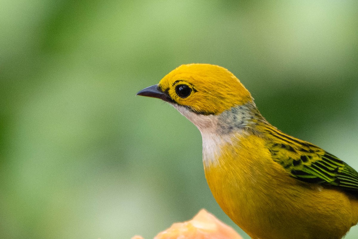 Silver-throated Tanager - Andrea Heine