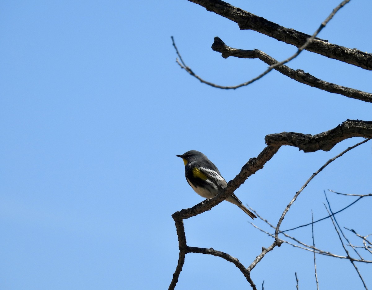 Yellow-rumped Warbler (Audubon's) - ML618101991