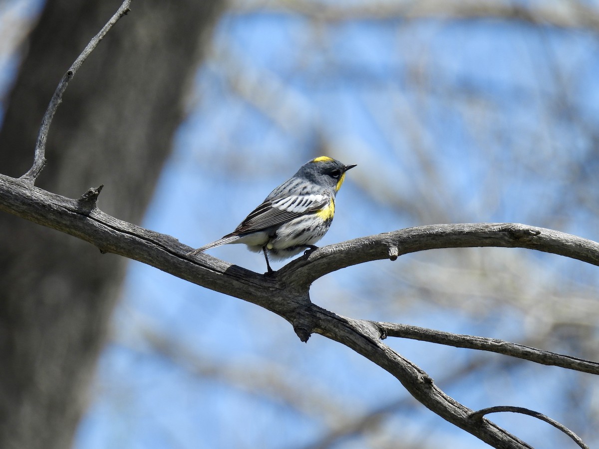 Yellow-rumped Warbler (Audubon's) - ML618101993