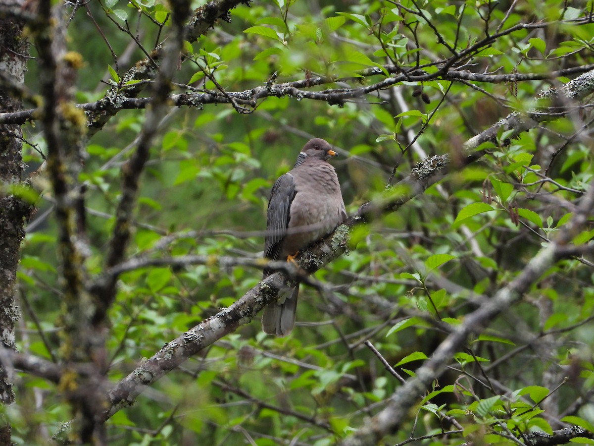 Band-tailed Pigeon - Aaron Gaffney