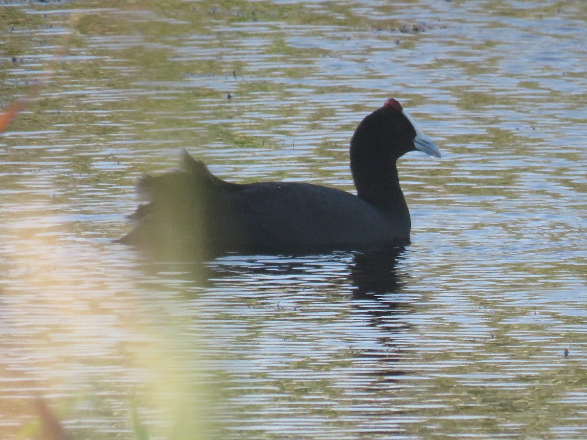 Red-knobbed Coot - Gareth Bain