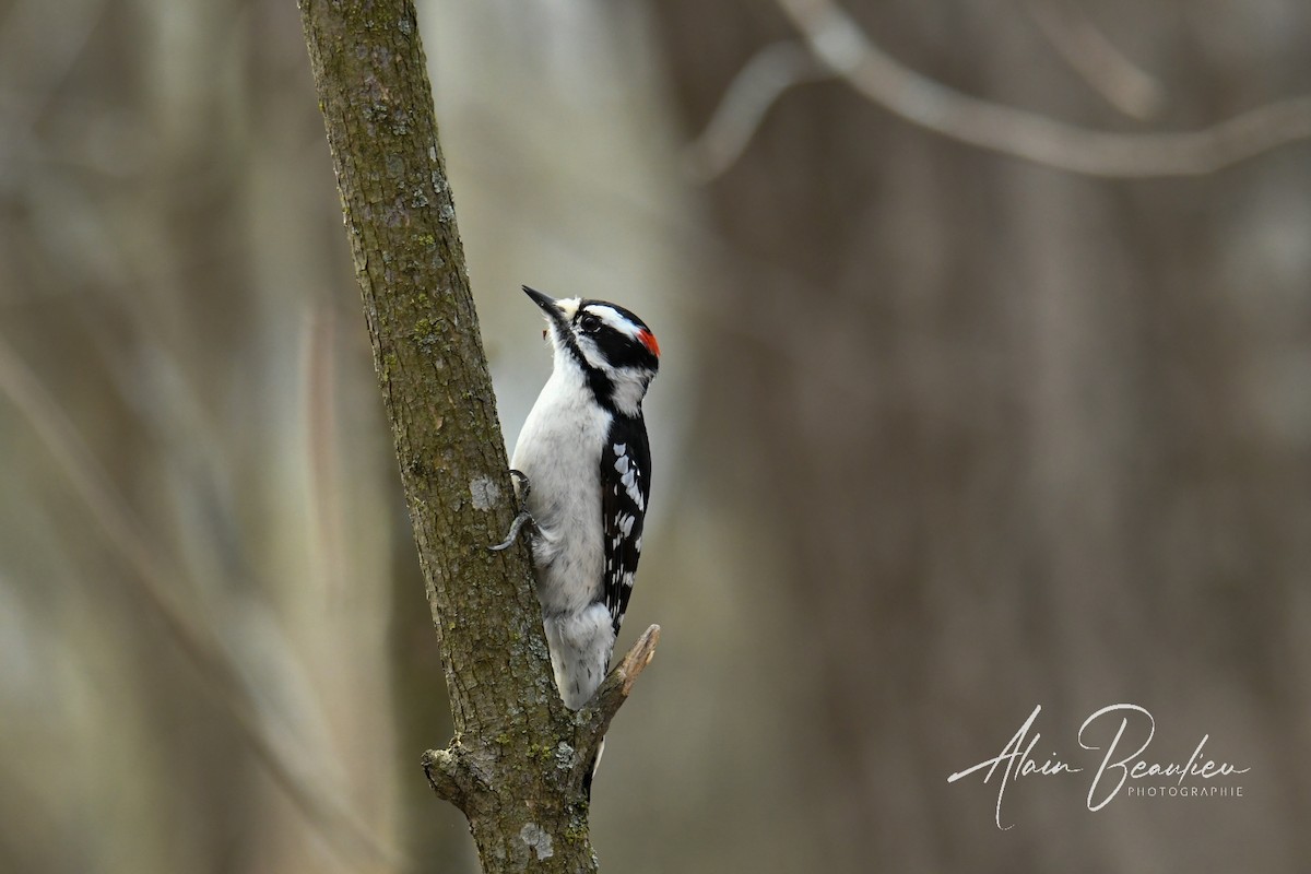 Downy Woodpecker - Alain Beaulieu