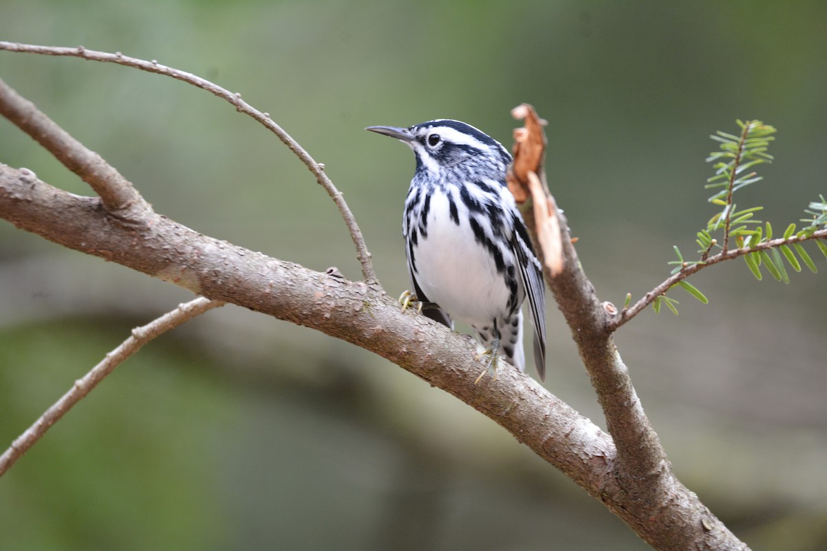 Black-and-white Warbler - Greg Watkevich