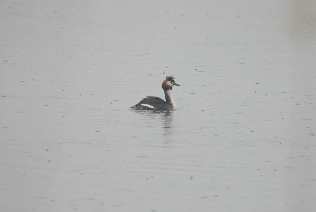 Great Crested Grebe - ML618102068