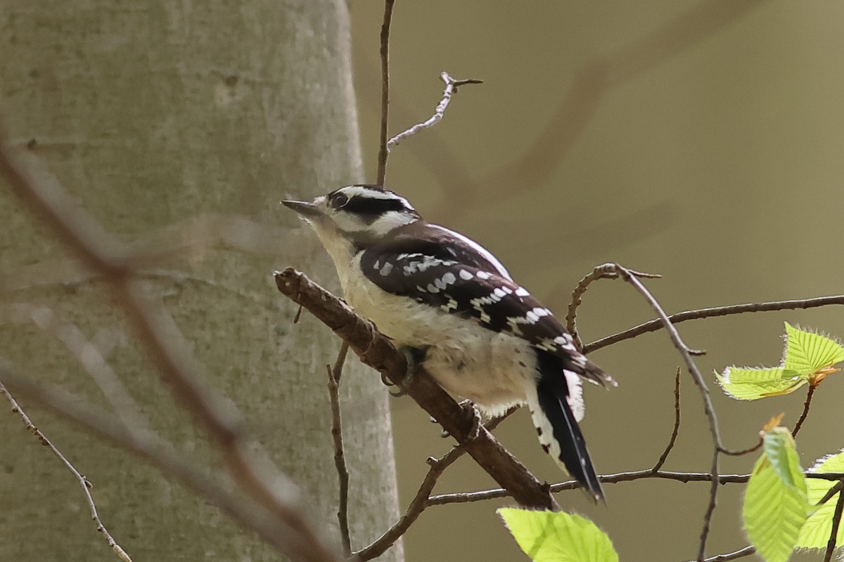 Downy Woodpecker - John Mercer