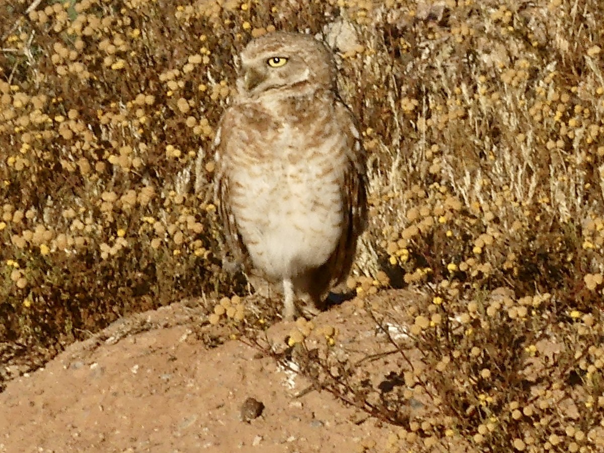 Burrowing Owl - ML618102091