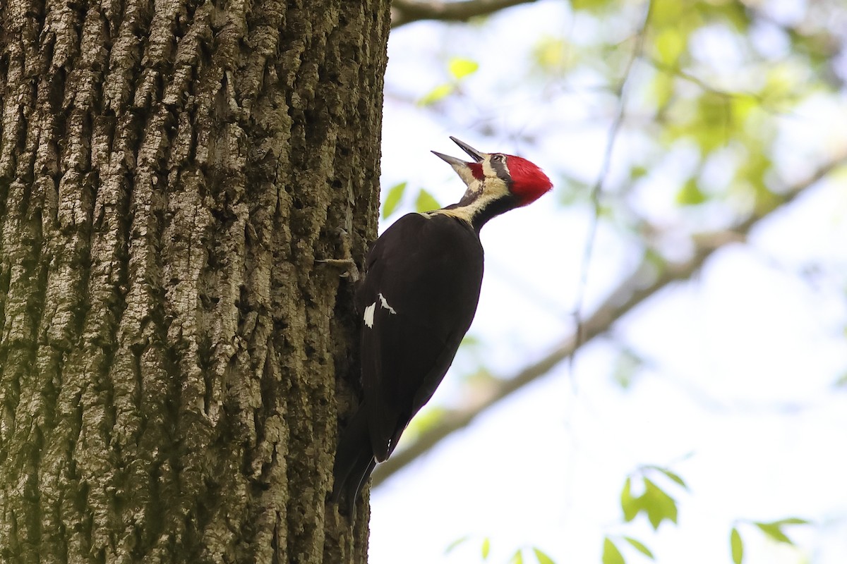 Pileated Woodpecker - ML618102110