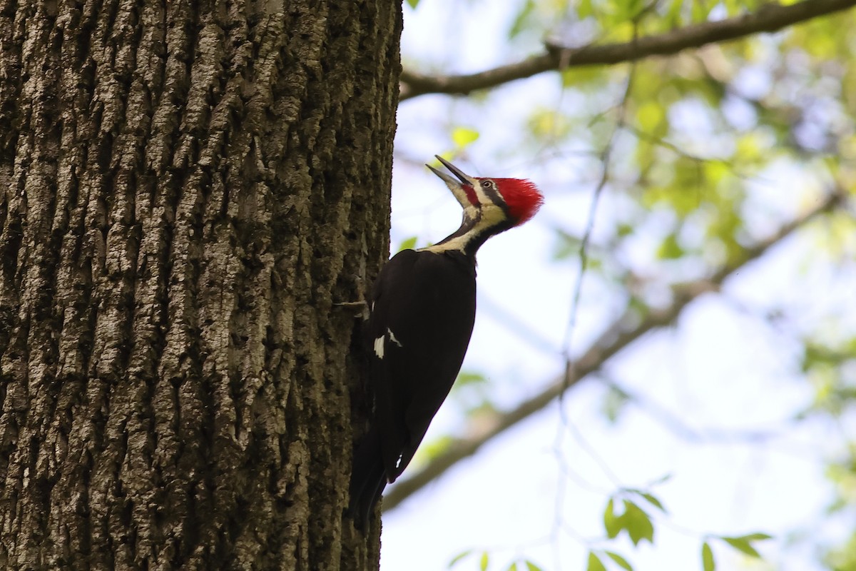 Pileated Woodpecker - ML618102112