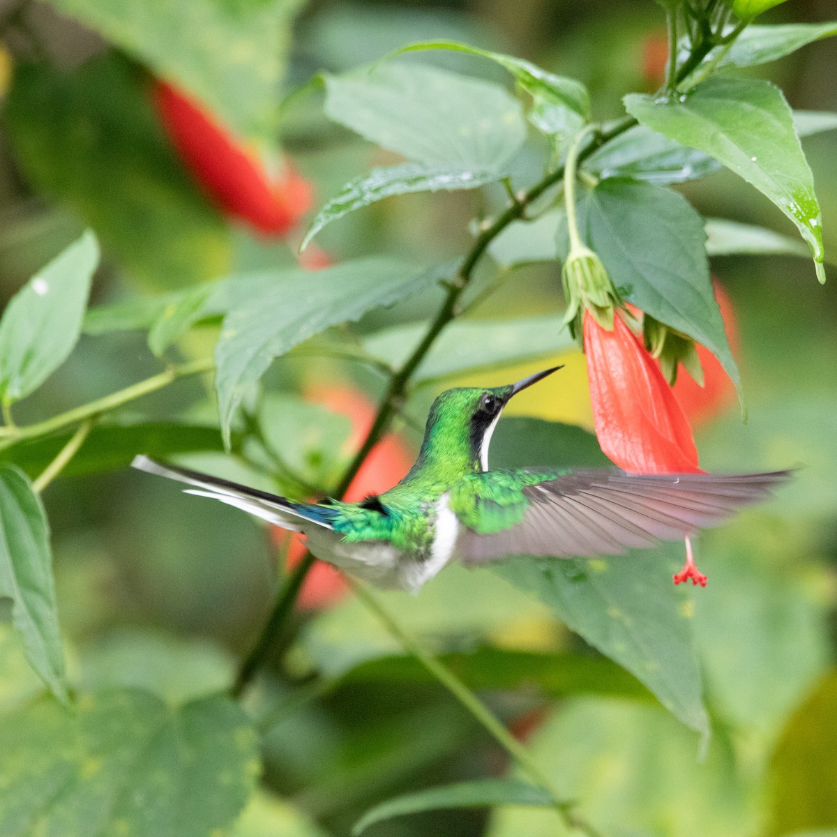 kolibřík černouchý - ML618102118