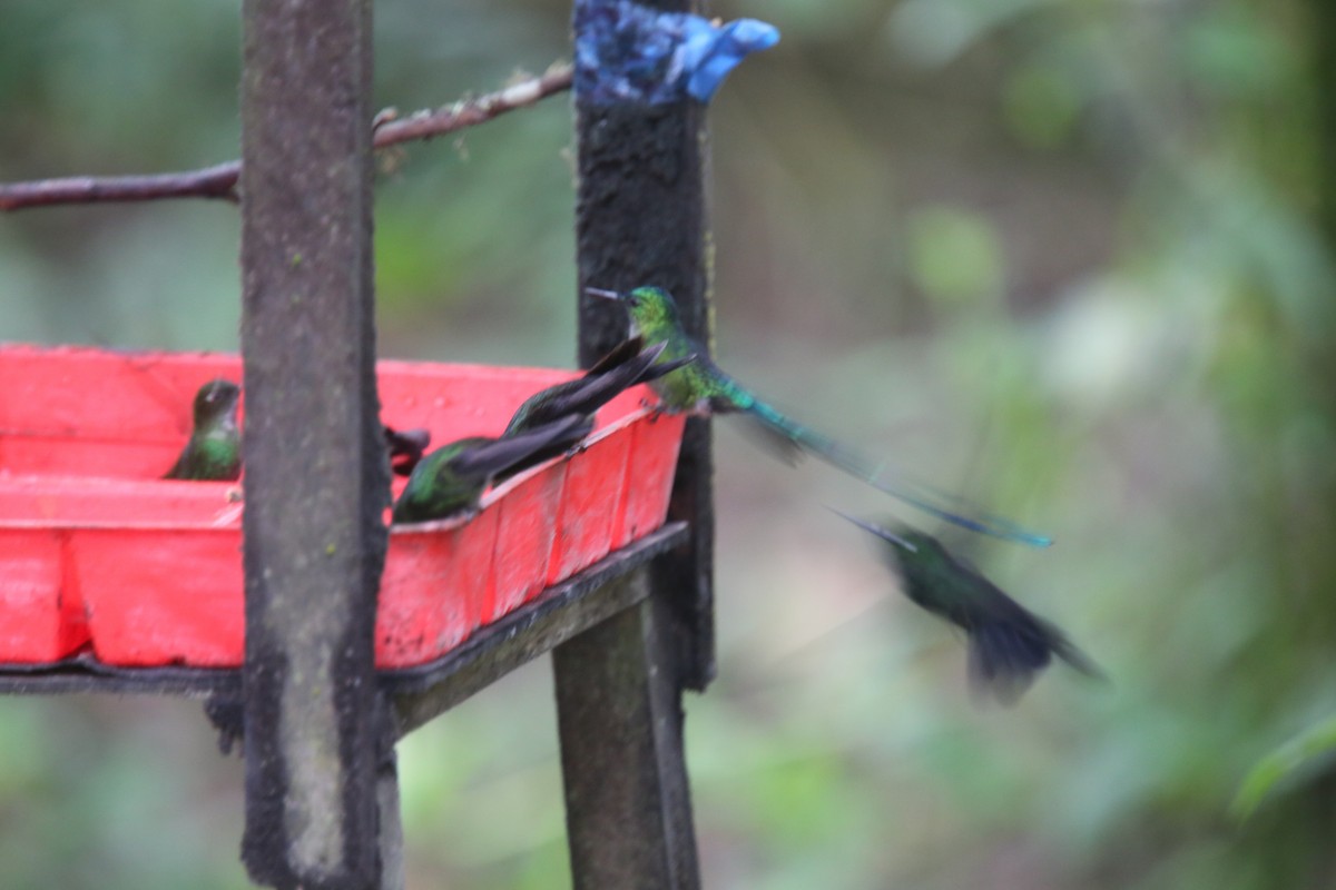Long-tailed Sylph - ML618102129
