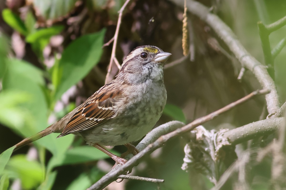 White-throated Sparrow - ML618102130
