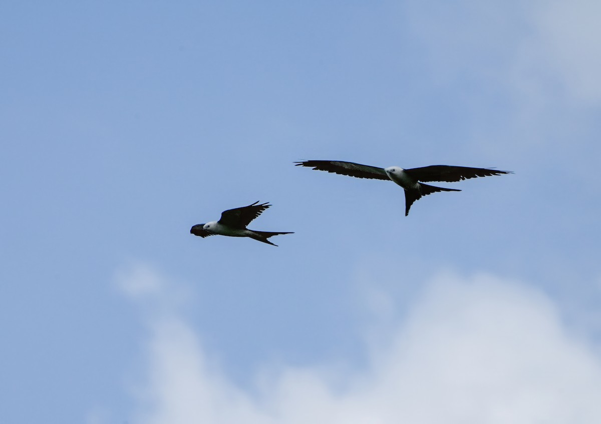 Swallow-tailed Kite - ML618102132